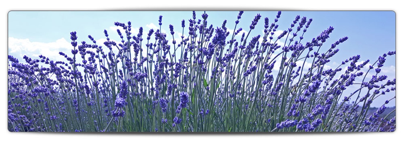 lavanda1