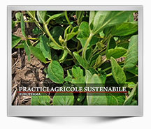 Emisiune-49-2021---Practici-agricole-sustenabile---HD-1080-25p