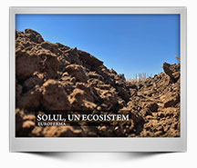 Emisiune-12-2020---Solul-un-ecosistem---HD-1080-25p