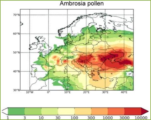 Ambrozia_articol-2