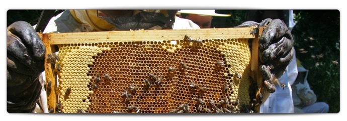 apicultor-1